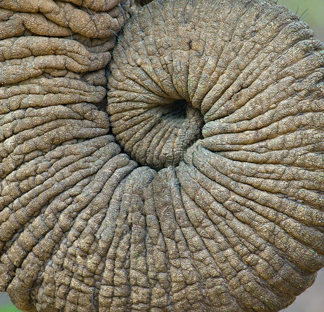 Ihoprullad spiral av elefantsnabel med rynkor