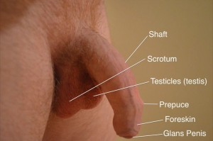 penis labelled diagram